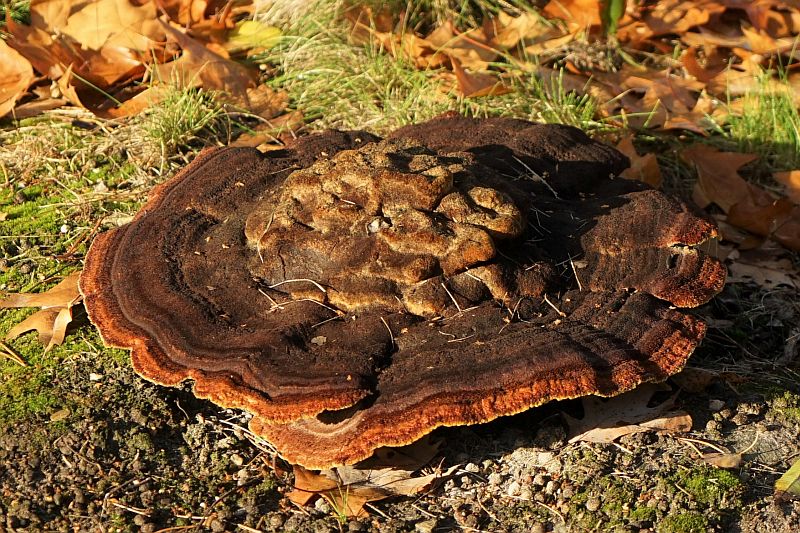 Foto 3 verkleind.jpg - Paddestoelen